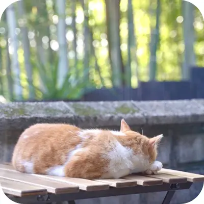 写真：猫が寝ています全身写真です。