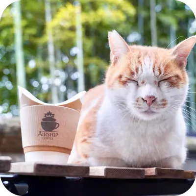 写真：猫が寝ている正面写真です。AIRSHIP COFFEEと書かれたコーヒーもあります。