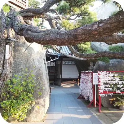 写真：神社です。おみくじと大きな岩と木が写っています。