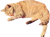 装飾:茶色の猫