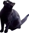装飾:黒色の猫