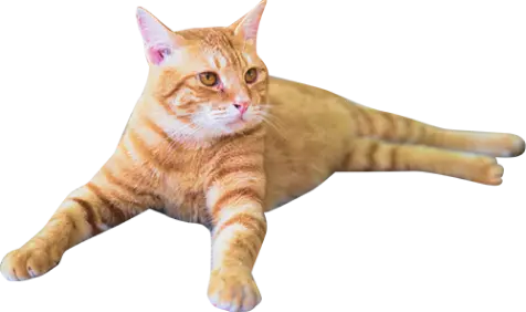 装飾：茶色の猫