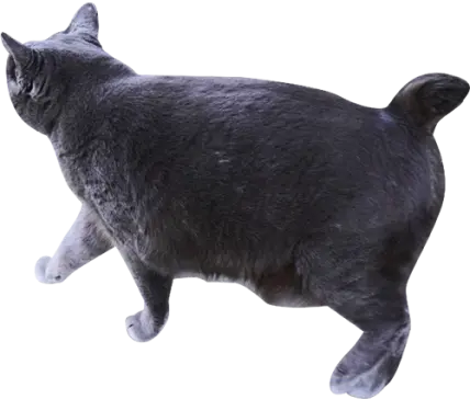 装飾：黒色の猫