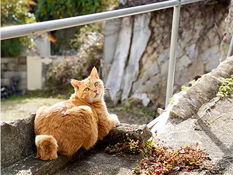 写真：茶色い猫が1匹